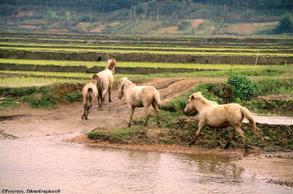 Mustangs width=